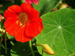 We did not find results for: Nasturtium Pictures Flowers Leaves Identification Tropaeolum Majus