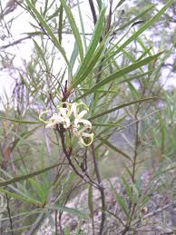 Image result for Grevillea linearifolia