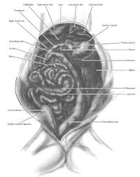 All insects have a complete digestive system. Labeled Cat Respiratory System Toxoplasmosis