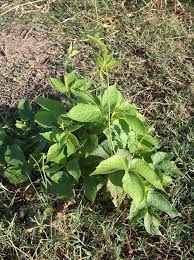 Image result for Dalechampia scandens