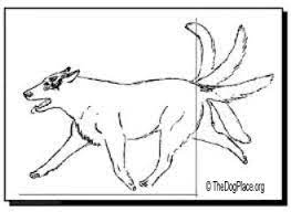 Barking And Wagging By Dr Roberta Lee Thedogplace Org