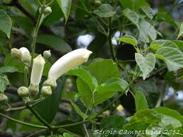 Image result for Amphilophium crucigerum