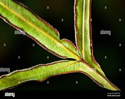 Image result for Pteris