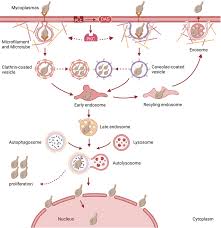 Image result for Mycoplasma