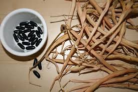 Image result for Oldfieldia dactylophylla