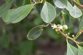 Image result for Erythroxylaceae