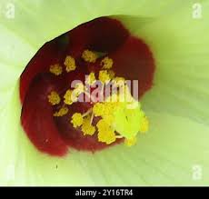 Image result for Pavonia senegalensis