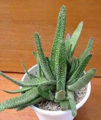 These are photos of the exact plant you will receive. Gasteria Gasteria Verrucosa