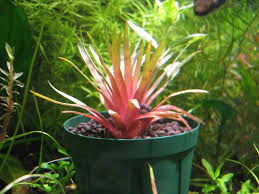 Image result for Eriocaulon truncatum