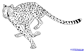 Outline the general shape of the neck. How To Draw Cheetahs Cheetah Cat Step 15 Cheetah Tattoo Cheetah Drawing Big Cat Tattoo