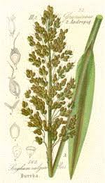 Image result for Sorghum versicolor