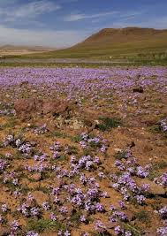 Image result for Thesium wilczekianum