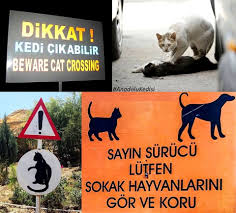 Selma Yakut Gulcan Adli Kullanicinin Sokak Hayvanlari Panosundaki Pin Hayvanlar Hayvan Evcil Hayvanlar