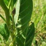 Image result for Astripomoea hyoscyamoides