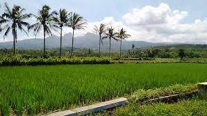 Daerah di indonesia dengan gambar pemandangan alam paling indah selanjutnya adalah mandalika, mandalika adalah kawasan wisata seluas 1.035 hektar yang berlokasi di kabupaten lombok tengah, nusa tenggara barat. Indahnya Pemandangan Alam Pedesaan Desa Pande Besi Binakal Youtube