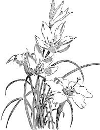 Zephyranthes Candida Clipart Etc Pattern Illustration Clip Art Illustration Art