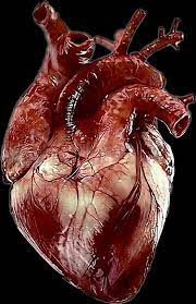 Heart Png Human Heart Anatomy Human Heart Human Heart Art
