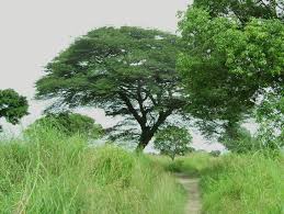 Image result for Brachystegia taxifolia