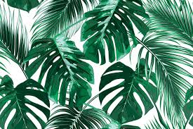 Fall or autumn season is often associated with colorful trees and falling leaves. Tropical Leaf Wallpapers Wallpaper Cave