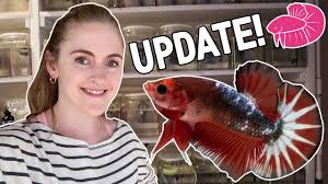 Betta fish may be small and can live in small tanks. Giant Betta Fish Unboxing 5 Of The Biggest Bettas Ever Youtube
