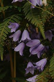 Pin By Anastasiya Kuznecova On Cvety Yagody Listya Beautiful Flowers Forest Spirit Wild Flowers