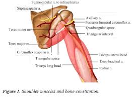 The shoulder anatomy includes the anterior, lateral & posterior deltoids, plus the rotator cuff. Biomechanical Analysis Of Discus Athletes Acute Injury Of Shoulder Joint At The Beginning Phase Of Rotation