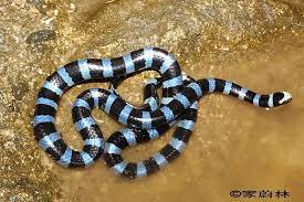 Blue Krait Snake Sea Snake Snake Breeds