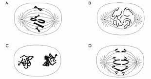 We did not find results for: Biology World 80 Question 3