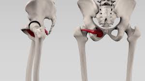 Doccheck Video Musculus Obturator Internus