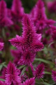 Image result for Celosia