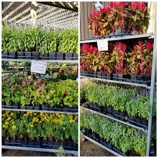 The good news for plant collectors and tree lovers in the state of georgia, agave plants, yucca trees and aloe plants will grow in the state in zone 8 and 9, and the cold hardy yucca plants will grow in all ga locations. Esposito Garden Center Espositosgc Twitter