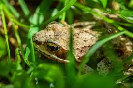 What kind of bugs does a toad eat? Naturally Reduce Garden Pests By Making A Frog House For Your Garden Joybilee Farm Diy Herbs Gardening