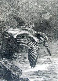 Tan Bird With Black And White Wings Bird Print Kingfisher 1880 Antique Book Page Black And White 10 X 8 For Framing Vintage Bird Illustration Bird Illustration Vintage Birds