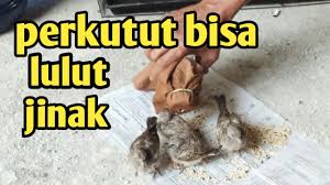 Cara membuat jamu pil edan pil edan merupakan resep rahasia, yang sering digunakan oleh para peternak merpati, untuk meningkatkan kesehatan dan peformanya. Cara Membuat Pil Jamu Pekutut Tambah Gacor Manggung Youtube