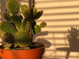 However, many cactus hobbyists come to the point when they want to in this post, we will give you the full guide on cactus propagation from seeds, stem and leaf cuttings, offsets and share tips. Does Cactus Need Direct Sunlight Cactusway