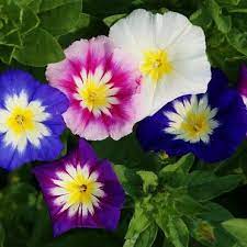 25 Morning Glory Ensign Mix Mounds Of Color Annual Perennial Flower Seeds Morning Glory Seeds Flower Seeds Morning Glory Flowers