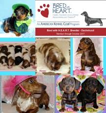 A small breeder of quality, healthy dachshunds with akc standards. Dachshund Toy Miniature Standard Breeders Near Pictou Nova Scotia