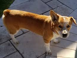 This is the price you can expect to budget for a corgi with papers but without breeding rights nor show quality. San Tan Valley Az Pembroke Welsh Corgi Meet Henry A Pet For Adoption
