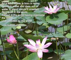 Little buddha with motivational quote. Posts About Shakyamuni Buddha Quotes On Dharmaquotes Lotus Flower Quote Flower Quotes Margarita Flower