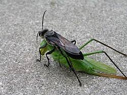 Image result for Ruspolia