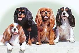 4 Coat Colors Blenheim Black Tan Ruby And Tri Color Cavalier King Charles Dog Cavalier King Charles King Charles Dog