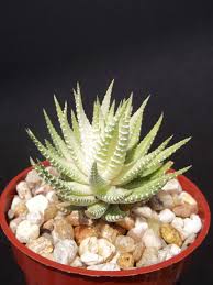 Image result for Habenaria attenuata