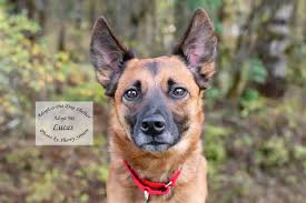 To adopt a rescued pet go to k9friends.com, eawsuae.com or rakawc.com. Adopt A Pet Of Shelton Washington Publicaciones Facebook
