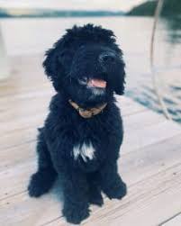 Do you have bernedoodle puppies for sale near me in ohio? Best Bernedoodle Breeders In Ohio Top 5 Picks 2021 We Love Doodles