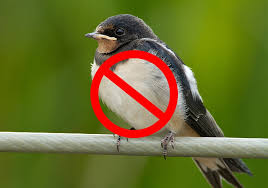 They could not, birds generally do not move their eggs to a new nests, because they couldn't carry them in flight, with one exception, the sungrebe i caught one in the chicken coop when i reached into the nesting box for an egg. 15 Tips On How To Get Rid Of Barn Swallows Humanely World Birds