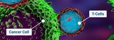 By 2040, it is estimated that the number of new cancer cases per year will rise to 29.5 million. Mesothelioma Immunotherapy Clinical Trials Types Benefits