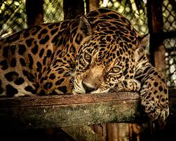 Zoológico de Tingo María: Naturaleza y Fauna Amazónica