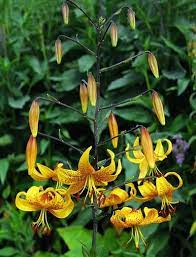 Maybe you would like to learn more about one of these? Lilies 40 Types With Pictures Lily Flowers Flowerglossary Com