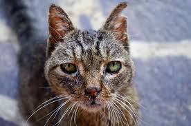 They develop from particular cells of the immune system called mast cells, which normally treat inflammation and allergic reactions in a dog's body. Signs A Cat Is Dying From Cancer Kittycattree Com