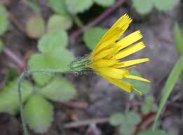 Image result for Pollichia